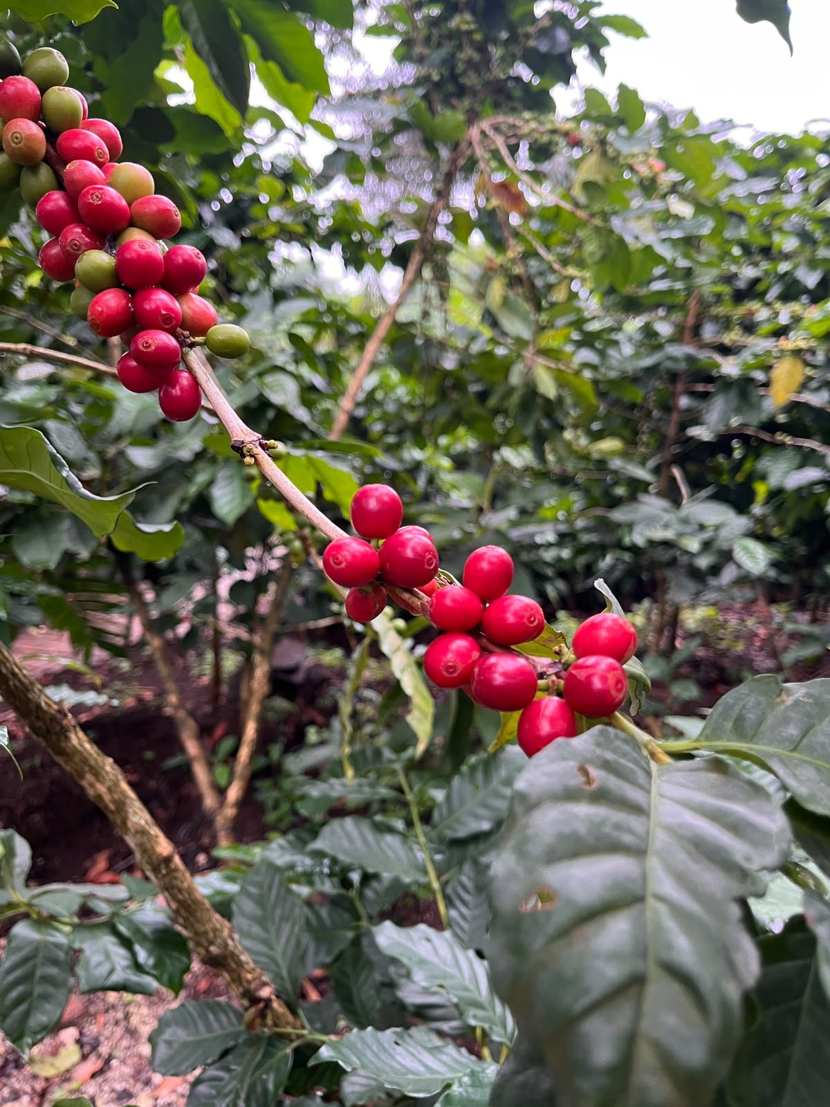 Visite d’une ferme de café