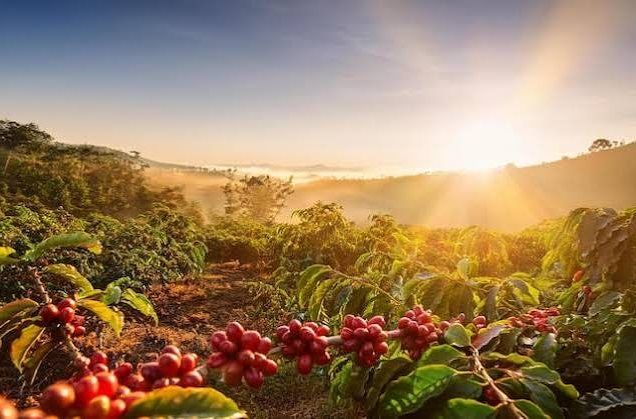 Visite d’une ferme de café